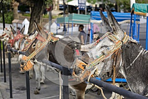 Donkeys in Mijas. Andalusia, Spain