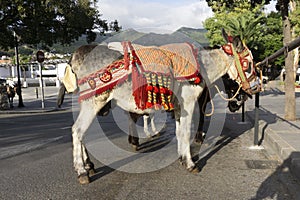 Donkeys in Mijas. Andalusia, Spain