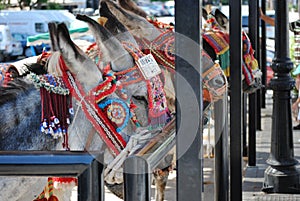 Donkeys in Mijas. Andalusia, Spain.