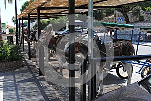 Donkeys in Mijas. Andalusia, Spain.