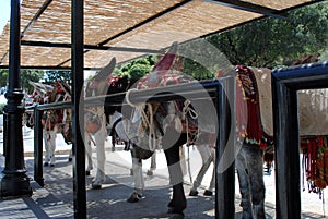 Donkeys in Mijas. Andalusia, Spain.