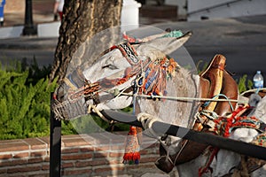 Donkeys in Mijas. Andalusia, Spain.