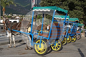 Donkeys in Mijas. Andalusia, Spain.