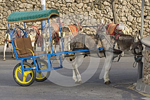 Donkeys in Mijas. Andalusia, Spain.