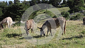 Donkeys on Mont Ventoux