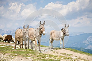 Donkeys in mountain