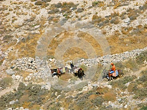 Donkeys at mountain path on Santorini island, Greece