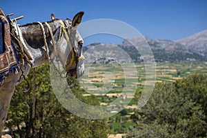 Donkeys in the mountains near the Psychro Cave in Crete, Greece