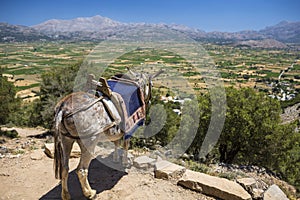 Donkeys in the mountains near the Psychro Cave in Crete, Greece