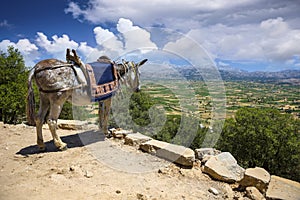 Donkeys in the mountains near the Psychro Cave in Crete, Greece