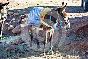 Donkeys and mules as a working animals