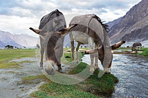 Donkeys with natural landscape in Nubra valley photo