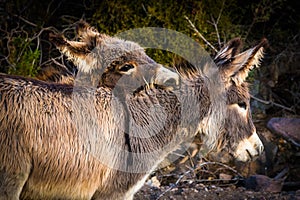 Donkeys in Oatman