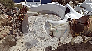 Donkeys in Oia, Santorini, Greece