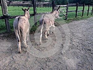 Donkeys in a Paddock
