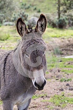 Donkeys photo