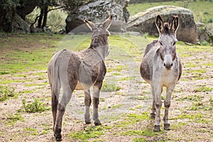 Donkeys photo