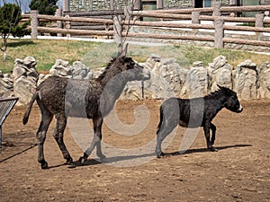 Donkeys in Pyongyang Central Zoo