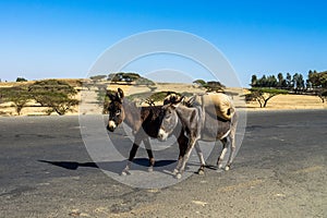 Donkeys on the road from Gondar to the Simien mountains, Ethiopia, Africa