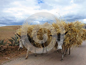 Donkeys in rural Peru