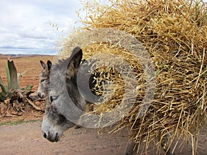 Donkeys in rural Peru.