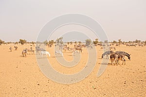 Donkeys in the Sahara desert, in Mauritania