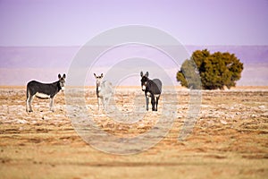 Donkeys in the Salar de Atacama