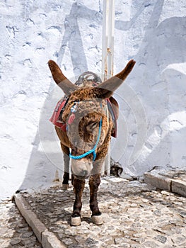 The donkeys in Santorini island