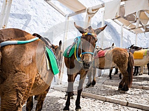 The donkeys in Santorini island