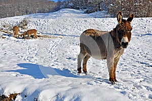 Donkeys on snowy field