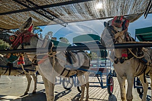 Donkeys in the town of Mijas, Andalusia, southern Spain