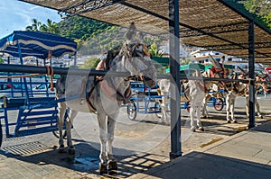 Donkeys in the town of Mijas, Andalusia, southern Spain