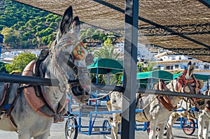 Donkeys in the town of Mijas, Andalusia, southern Spain