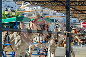 Donkeys in the town of Mijas, Andalusia, southern Spain