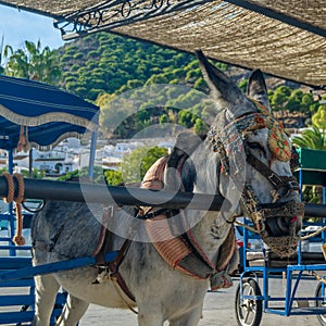 Donkeys in the town of Mijas, Andalusia, southern Spain