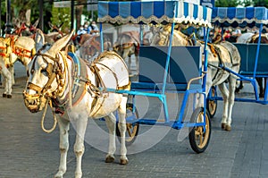 Donkeys in the town of Mijas, Andalusia, southern Spain