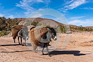 Donkeys with traditional berber bags on the back. Ourzazate, Oasis de Fint, Atlas mountains