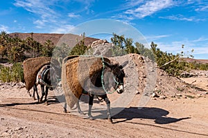 Donkeys with traditional berber bags on the back. Ourzazate, Oasis de Fint, Atlas mountains