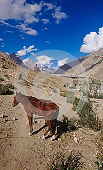 Donkeys walk pass in the Karakorum Mountains in Northern Pakistan, Landscape of K2 trekking trail in Karakoram range