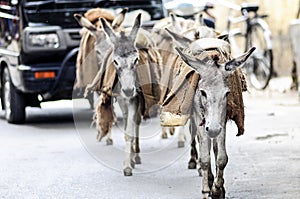 Donkeys walking on a street carying a luggage in India.