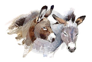 Donkeys Watercolor Animals Illustration Hand Painted