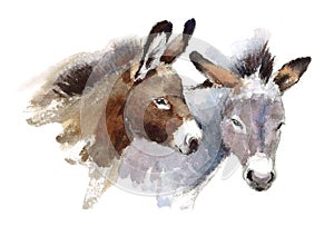 Donkeys Watercolor Animals Illustration Hand Painted photo