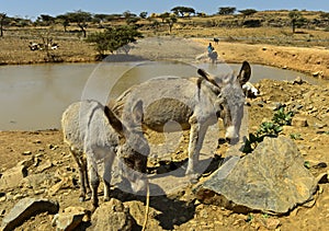 Donkeys at a watering place