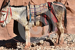 Donkeys working as transport and pack animals in Petra, Jordan. Persistent animals used to transport tourists around the ancient