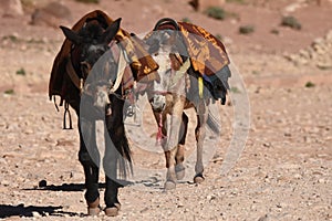 Donkeys working as transport and pack animals in Petra, Jordan. Persistent animals used to transport tourists around the ancient