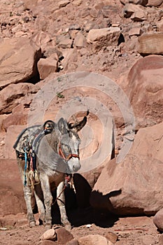 Donkeys working as transport and pack animals in Petra, Jordan. Persistent animals used to transport tourists around the ancient