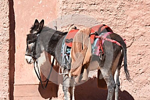 Donkeys working as transport and pack animals in Petra, Jordan. Persistent animals used to transport tourists around the ancient