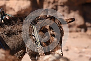 Donkeys working as transport and pack animals in Petra, Jordan. Persistent animals used to transport tourists around the ancient