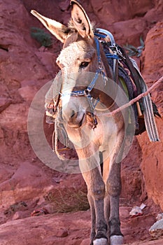 Donkeys working as transport and pack animals in Petra, Jordan. Persistent animals used to transport tourists around the ancient