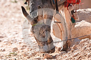 Donkeys working as transport and pack animals in Petra, Jordan. Persistent animals used to transport tourists around the ancient